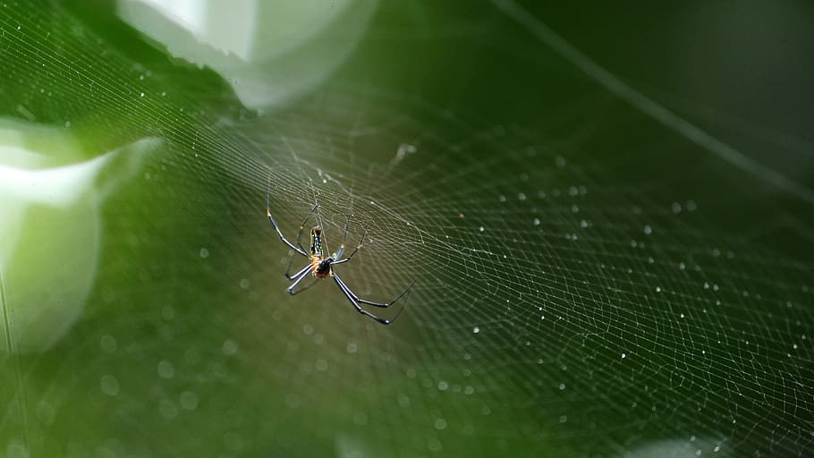 spider, web, green, nature, cobweb, scary, spooky, creepy, legs HD wallpaper