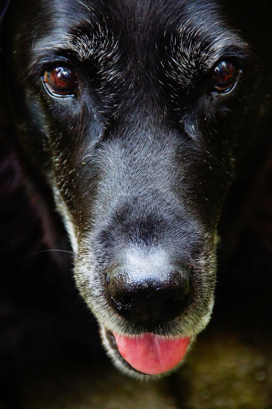 dog, labrador, black, head, eye, close, animal, pets, canine HD wallpaper
