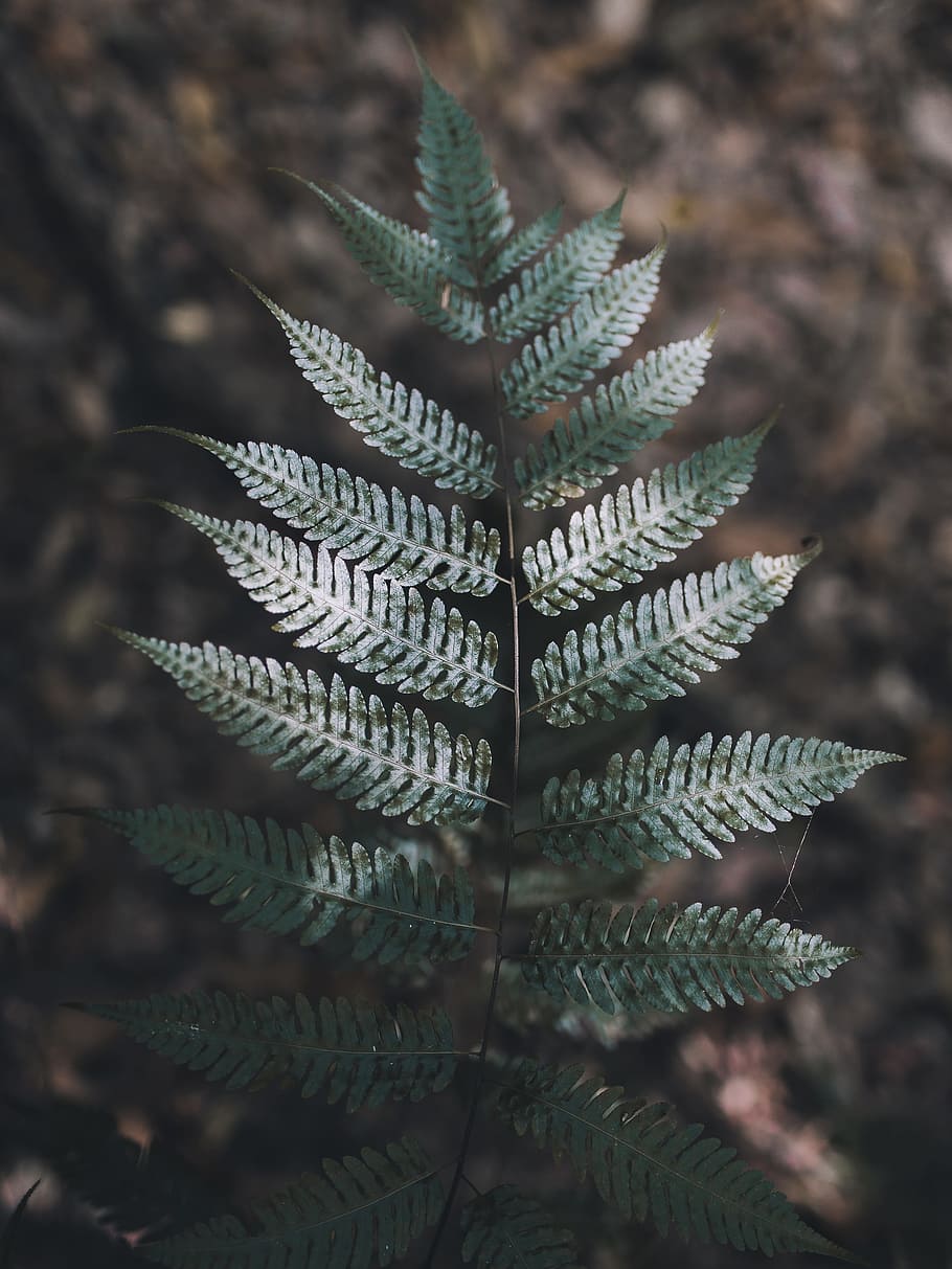 selective focus photography of green leaf plant, green leaves HD wallpaper