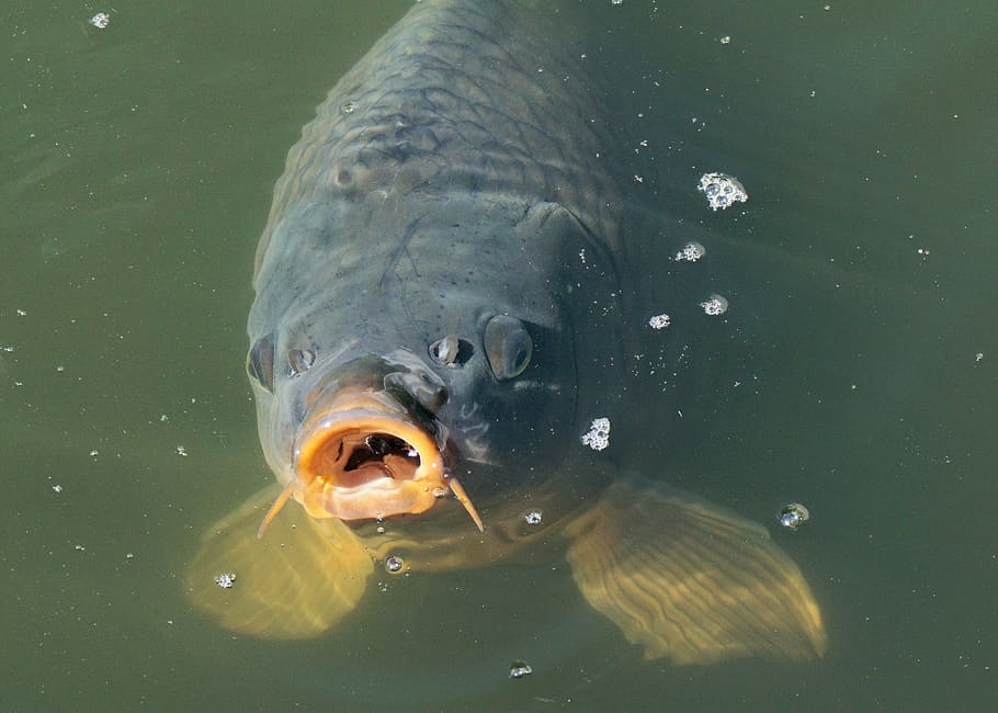 gray fish on body of water, carp, pond, water surface, swim HD wallpaper