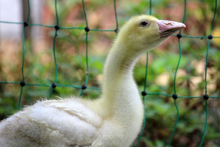 geese, chicks, poultry, fluff, goslings, animal themes, one animal HD wallpaper