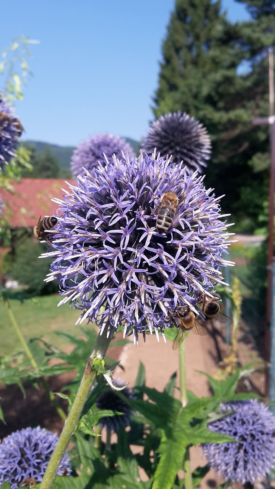 bees, honey, echinops, sphaerocephalus, blue, blossom, flowering plant HD wallpaper