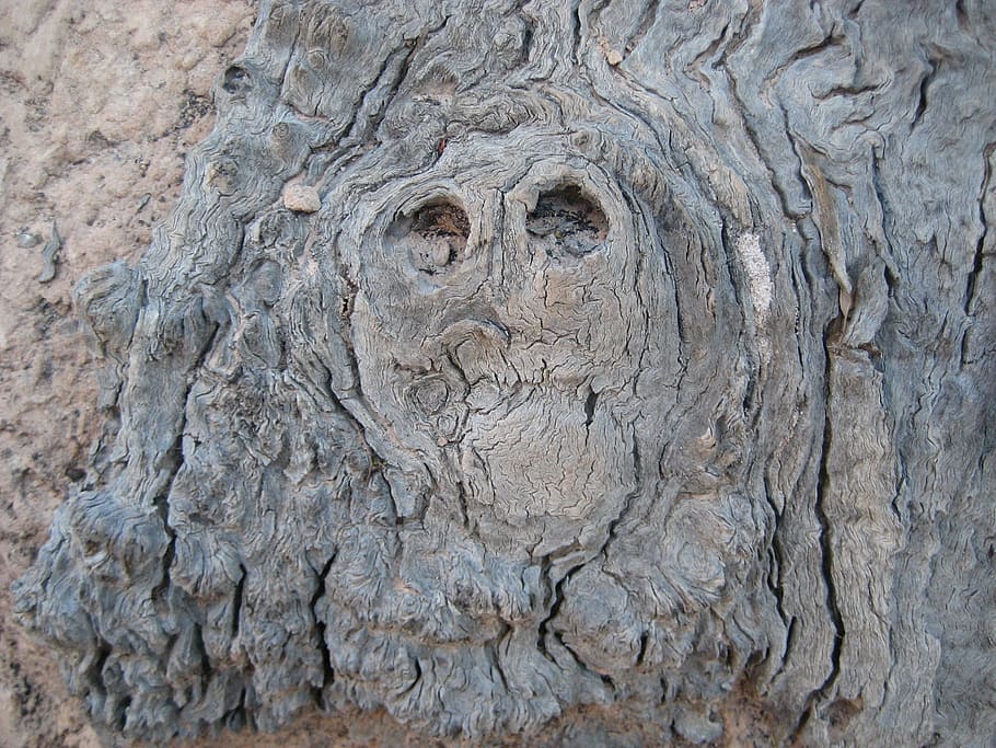 tree, nature, tree bark, old, face, creepy, australia, full frame HD wallpaper