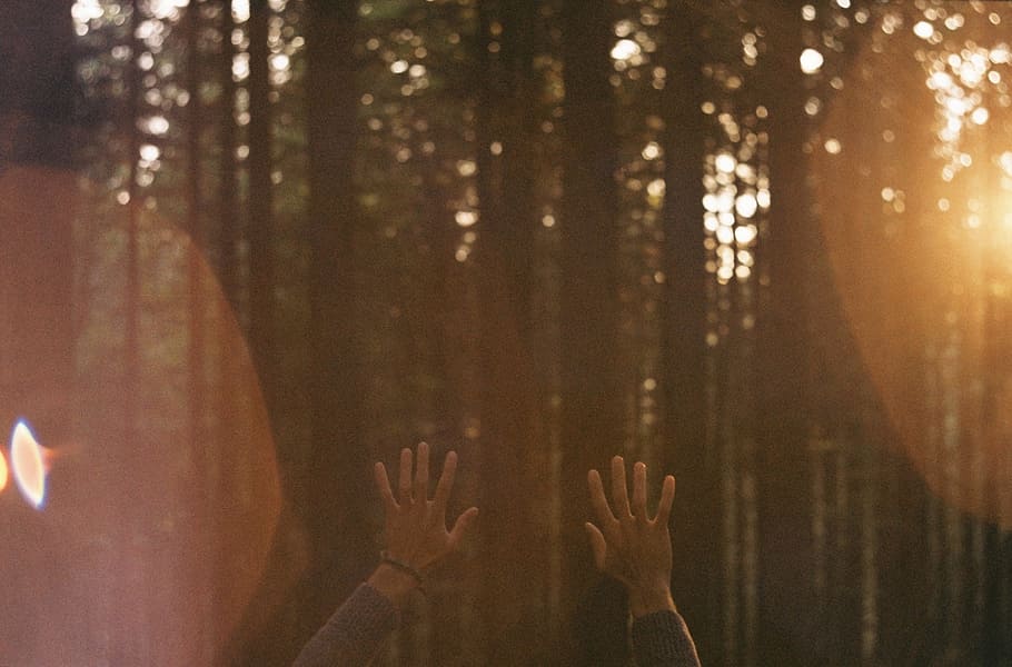 hands, sun rays, sunshine, trees, human body part, forest, human hand HD wallpaper