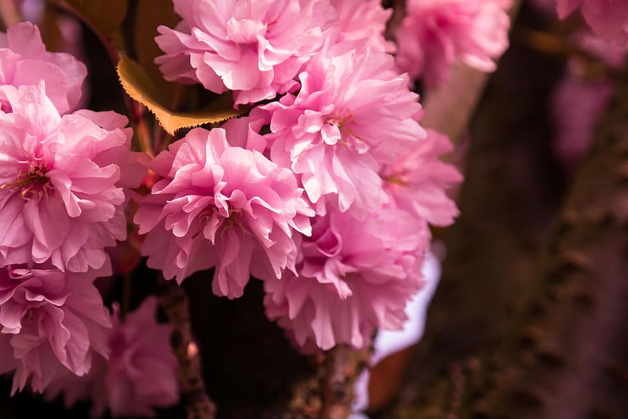 cherry blossom, ornamental cherry, spring, flowers, pink, bloom HD wallpaper
