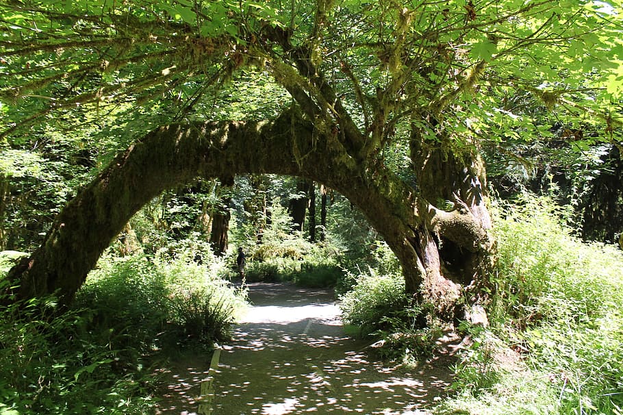 Tree, Forest, Path, arch, green, day, outdoors, no people, nature HD wallpaper