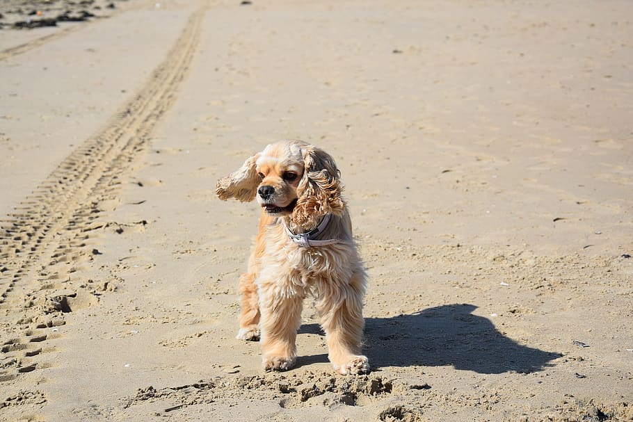 american cocker, dog, beach, one animal, pets, domestic, canine HD wallpaper