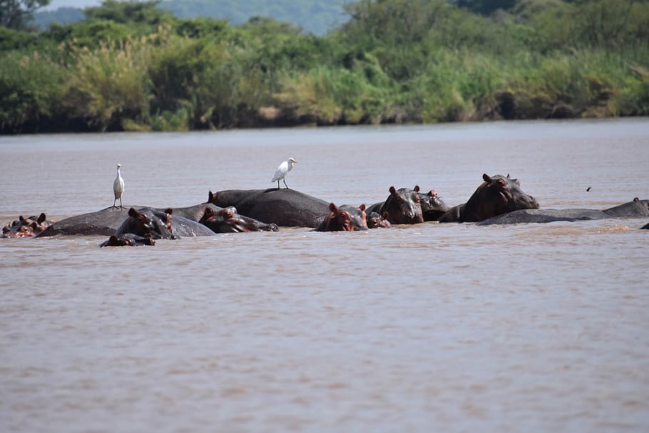 water, nature, outdoors, zambezi, river, hippos, zimbabwe, animal themes, HD wallpaper