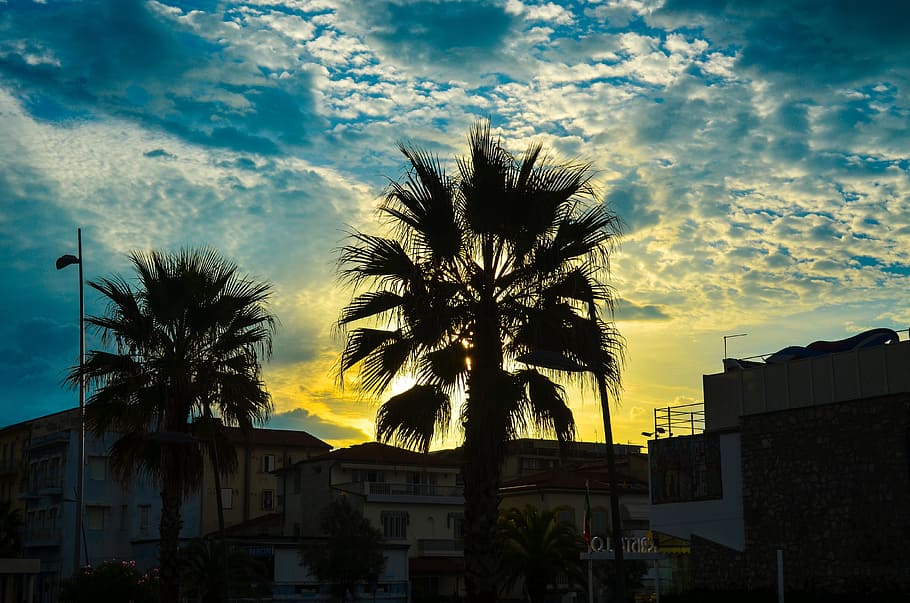 Palm, Cloud, Paradise, Exotic, sky, landscape, evening, coconut HD wallpaper