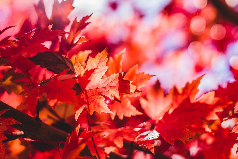 selective focus and bokeh photography of red maple leaf, leaves HD wallpaper