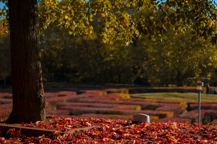 Tree, Leaves, Hat, Nature, Fall, tree leaf, old tree, autumn leaf HD wallpaper