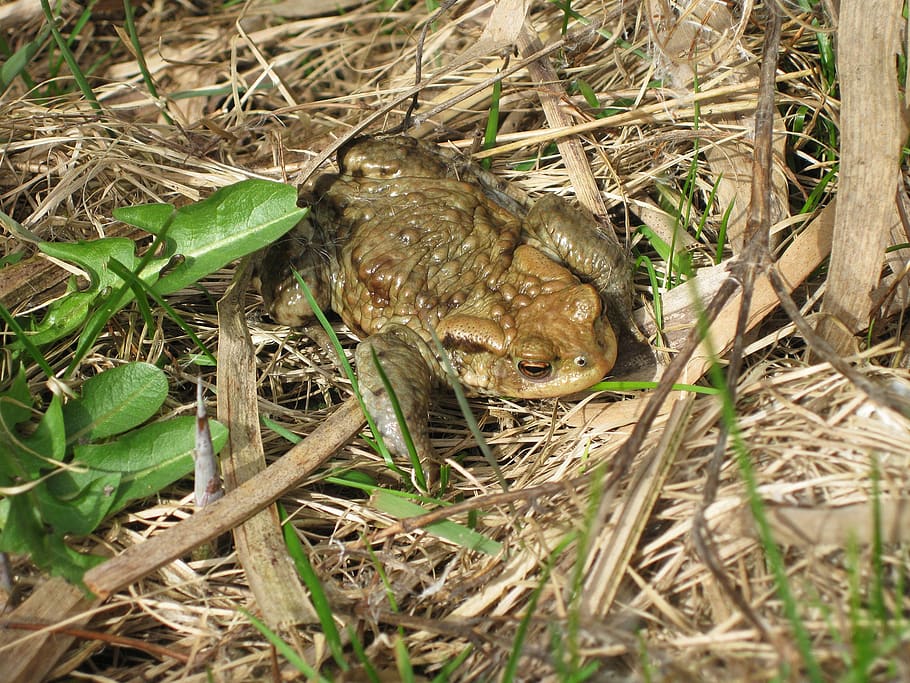 frog, green, grass, pond, wet, toad, nature, plant, meadow HD wallpaper