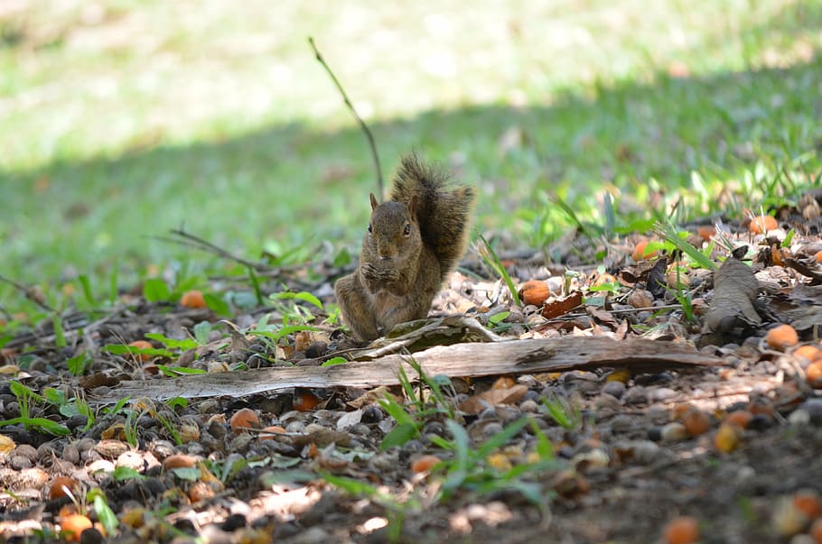 nature, squirrel, funny, cute, natural, park, wood, animal themes HD wallpaper