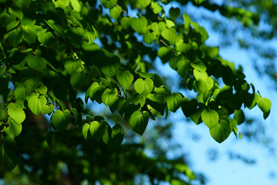 green leafed trees, nature, growth, plant, early summer, isolated HD wallpaper