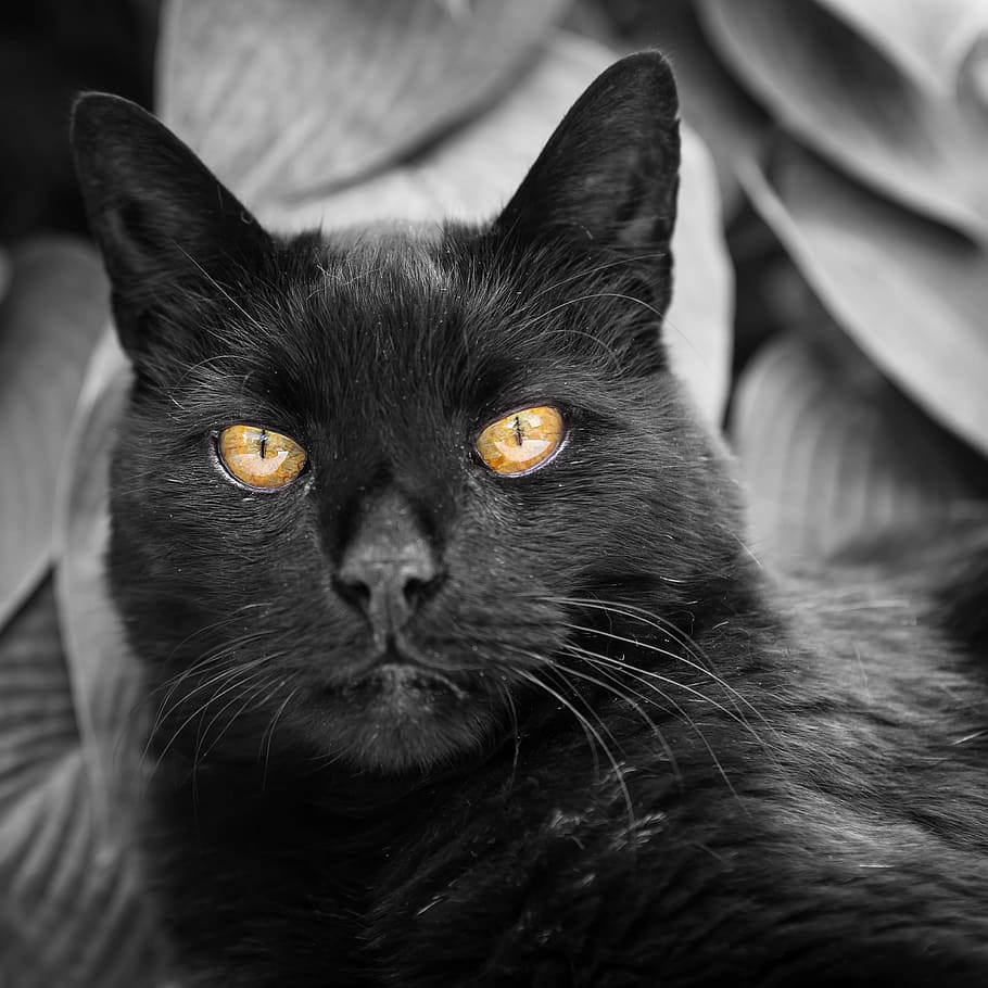 selective focus photography of cats eye, black, cat eyes, domestic HD wallpaper