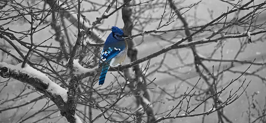 bird on tree covered by snow, Blue, Bird, Winter, Cold, jay HD wallpaper