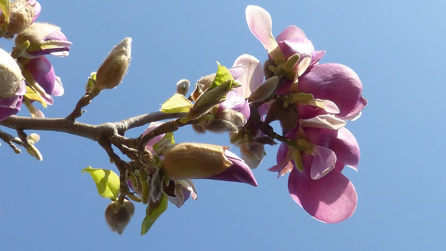 blossom, bloom, spring, flora, pink, white, fragrance, plant HD wallpaper