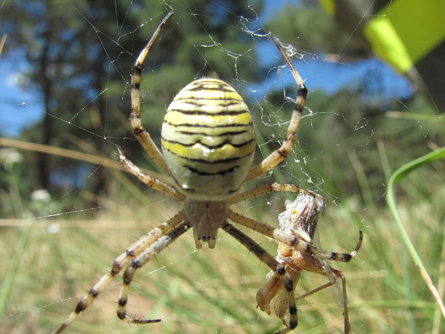 insect, yellow, macro, web, food, animal themes, animal wildlife HD wallpaper