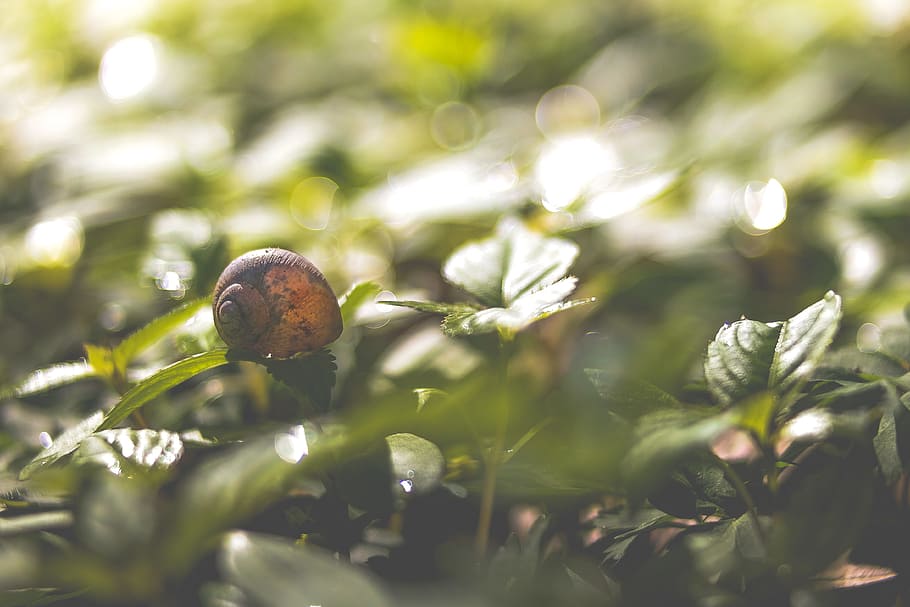 closeup photo of snail, brown snail on green leaf in tilt photography HD wallpaper