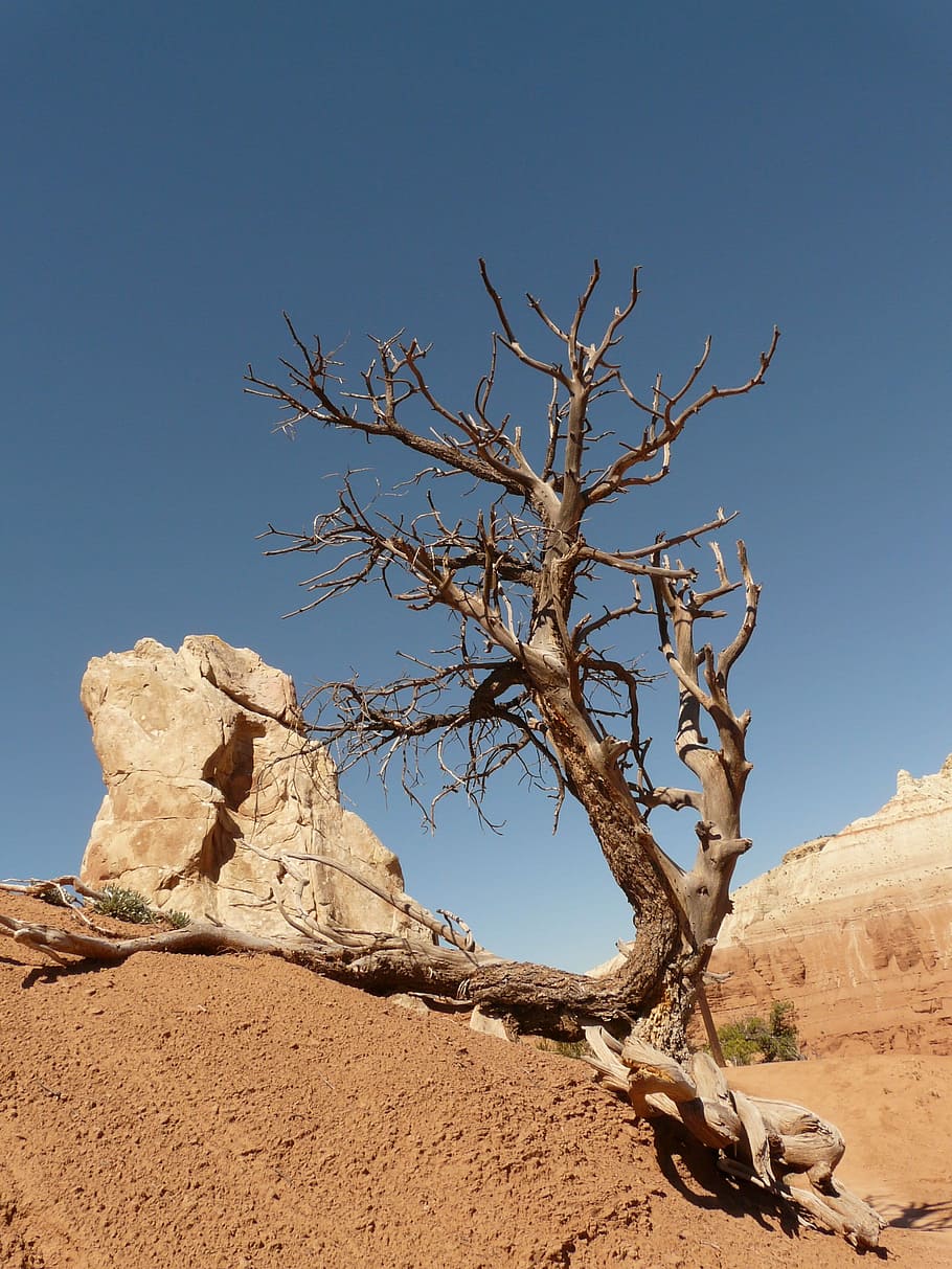 bare tree on soil near rock formation during daytime, Dry, Drought