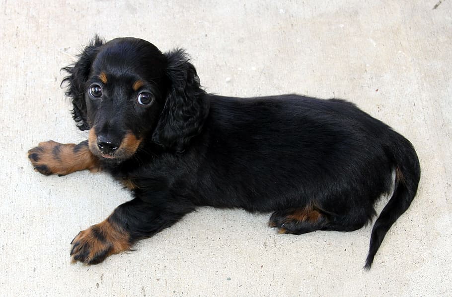 long-haired black and tan dachshund puppy prone lying on floor inside the room, HD wallpaper