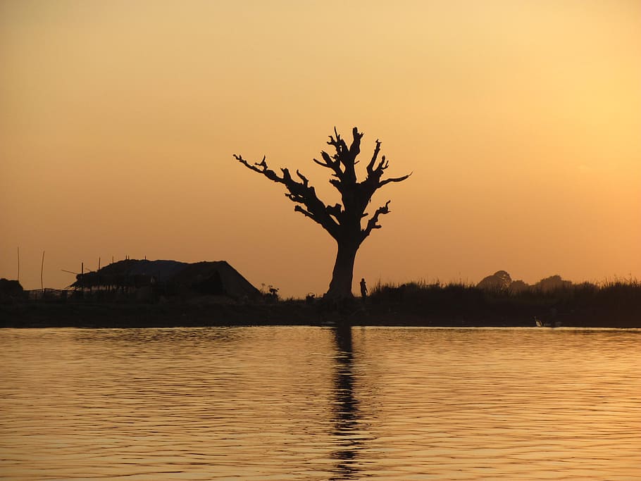 old tree, water, sunset, reflection, sky, plant, scenics - nature HD wallpaper