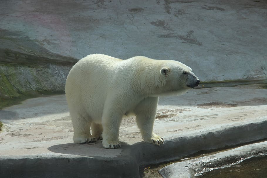 polar bear, white bear, zoo, summer, animal, animals, polar bears HD wallpaper