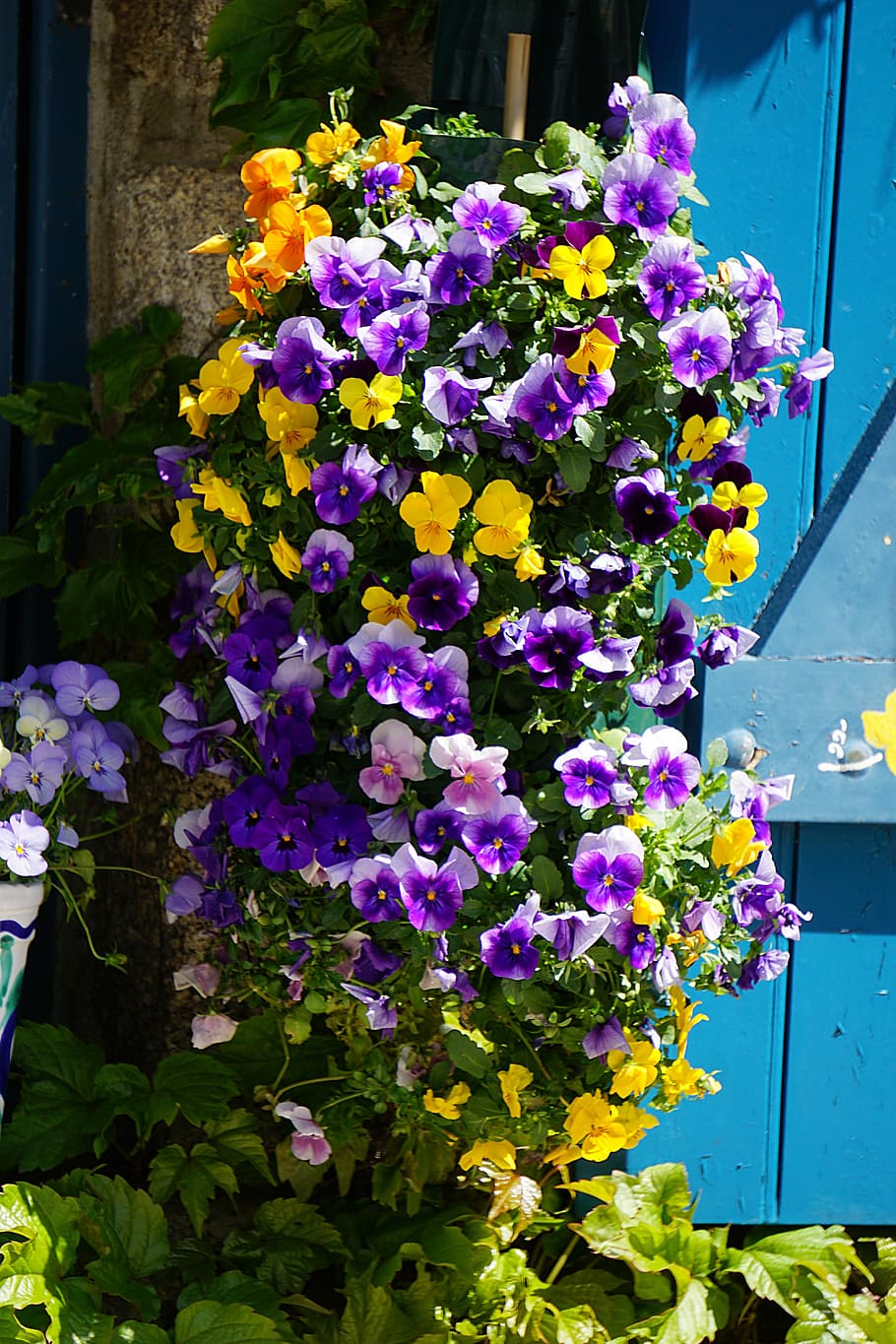 flowers, thoughts, shutters, blue, plant, houses, colors, flora HD wallpaper