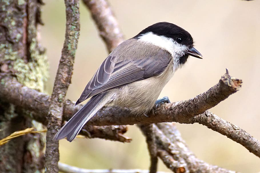 gray and black bird on a tree, marsh tit, nature, garden, foraging HD wallpaper