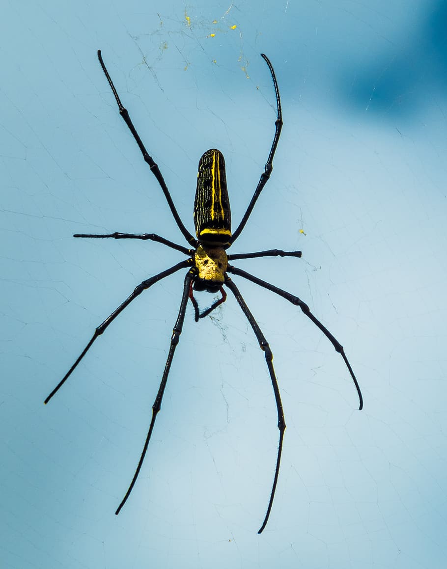 spider, network, close, one animal, animal themes, invertebrate HD wallpaper