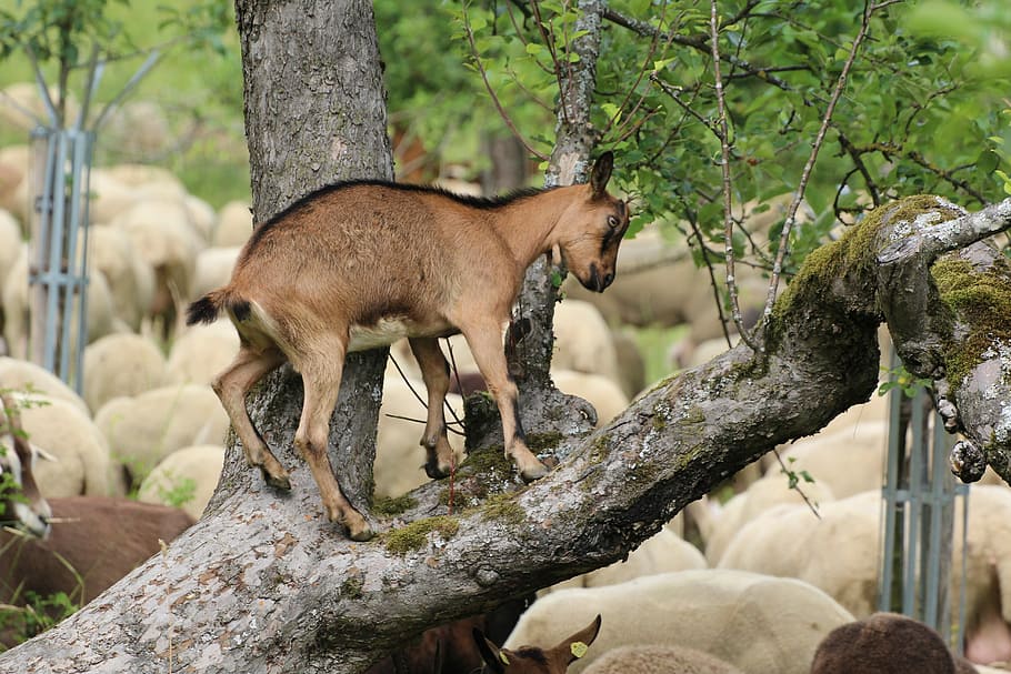 Goat, Climb, Tree, animal wildlife, animals in the wild, one animal HD wallpaper