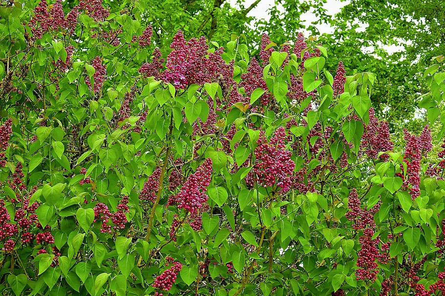 flower, nature, tree, growth, plant, green color, beauty in nature HD wallpaper