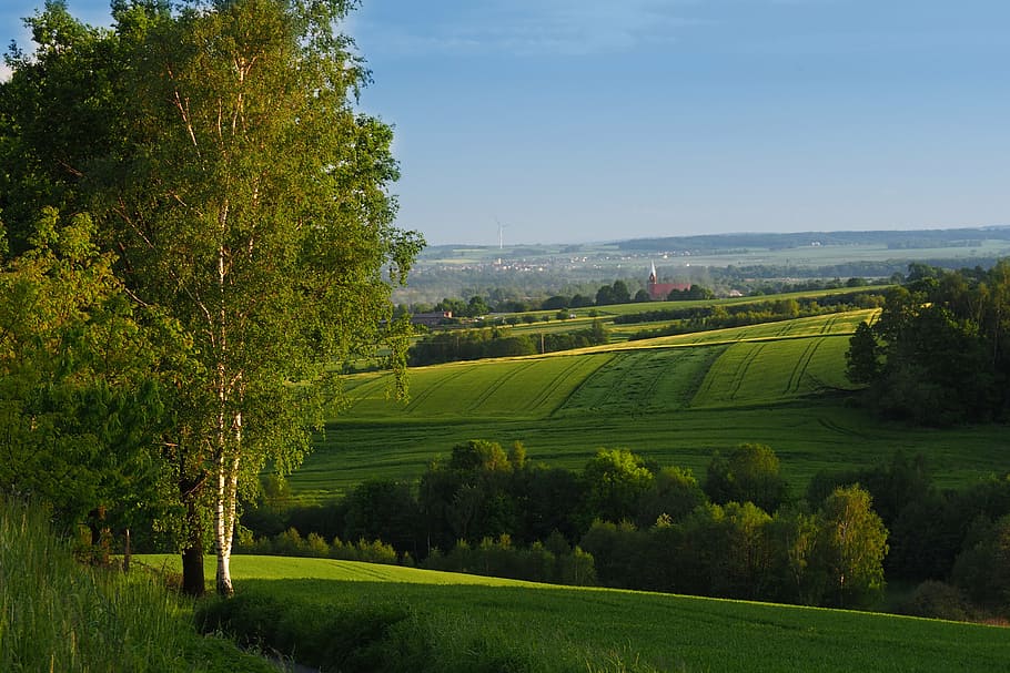 green grass field with trees under blue sky during daytime HD wallpaper