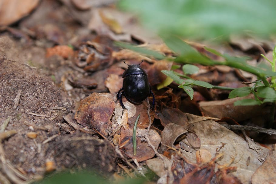 beetle, forest, nature, animal themes, animal wildlife, animals in the wild HD wallpaper