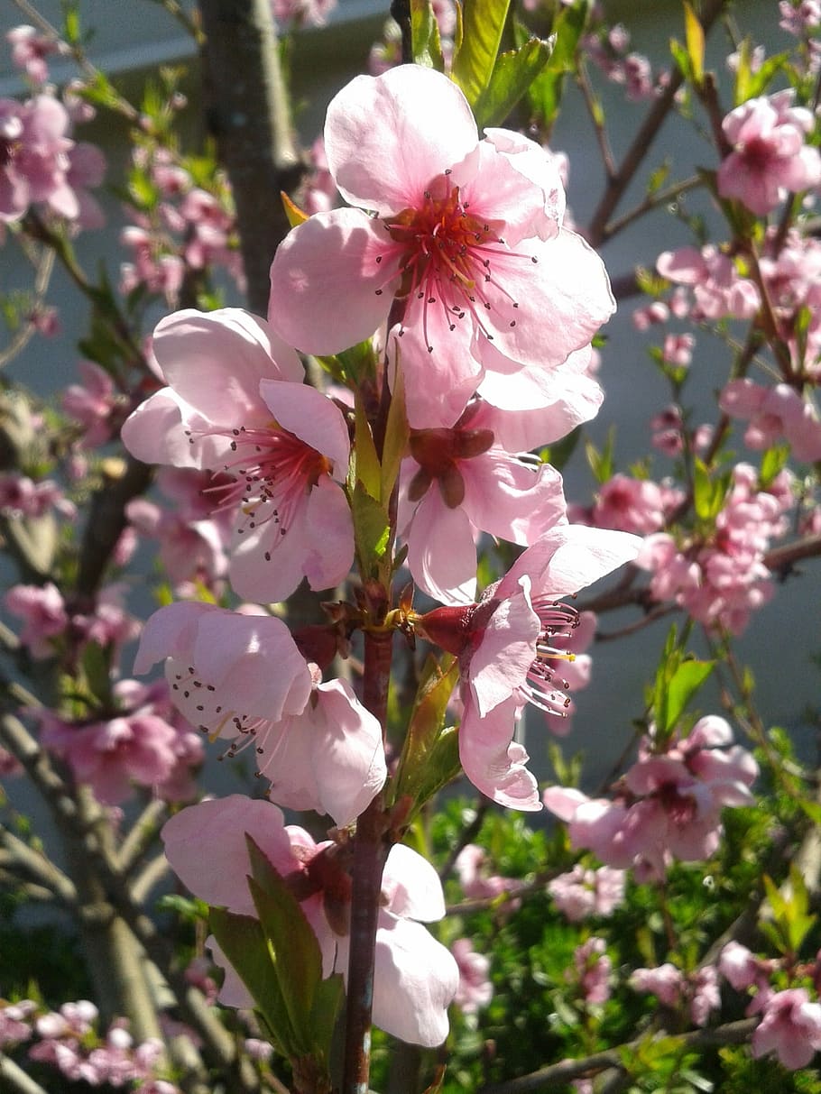 Peach, Color, Spring, Sky, Blue, Pink, nature, pink Color, flower HD wallpaper