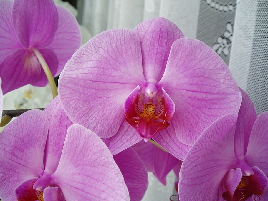 flowers, orchid, blooming, flowering plant, petal, fragility HD wallpaper