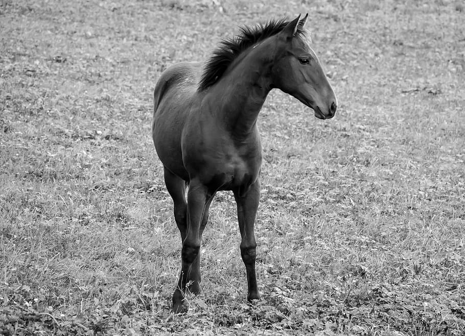 horse, brown, black, white, animal, horse head, animal world HD wallpaper