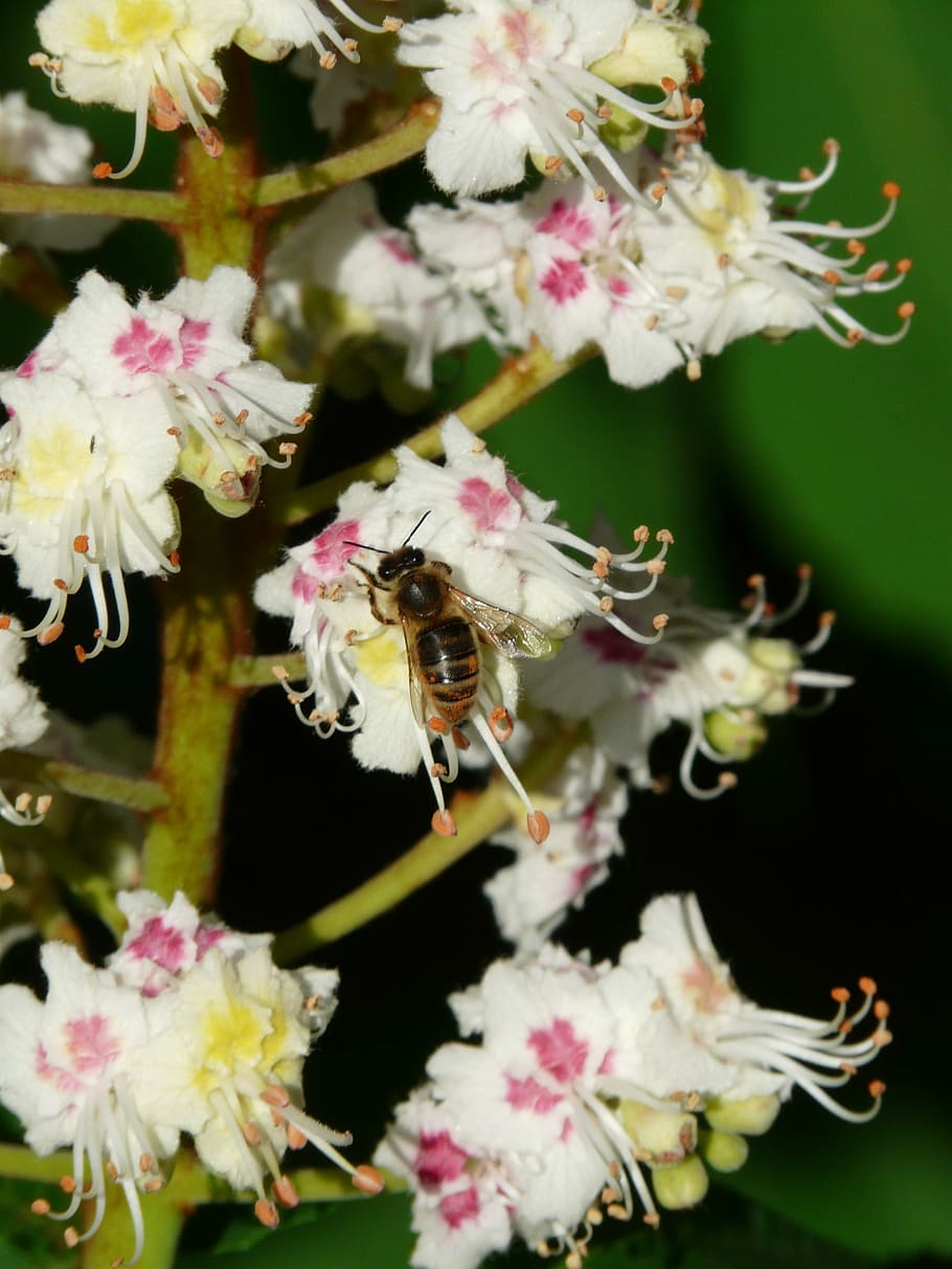 Inflorescence, Bee, Tree, Leaves, White, flowers, bloom, flower fullness HD wallpaper