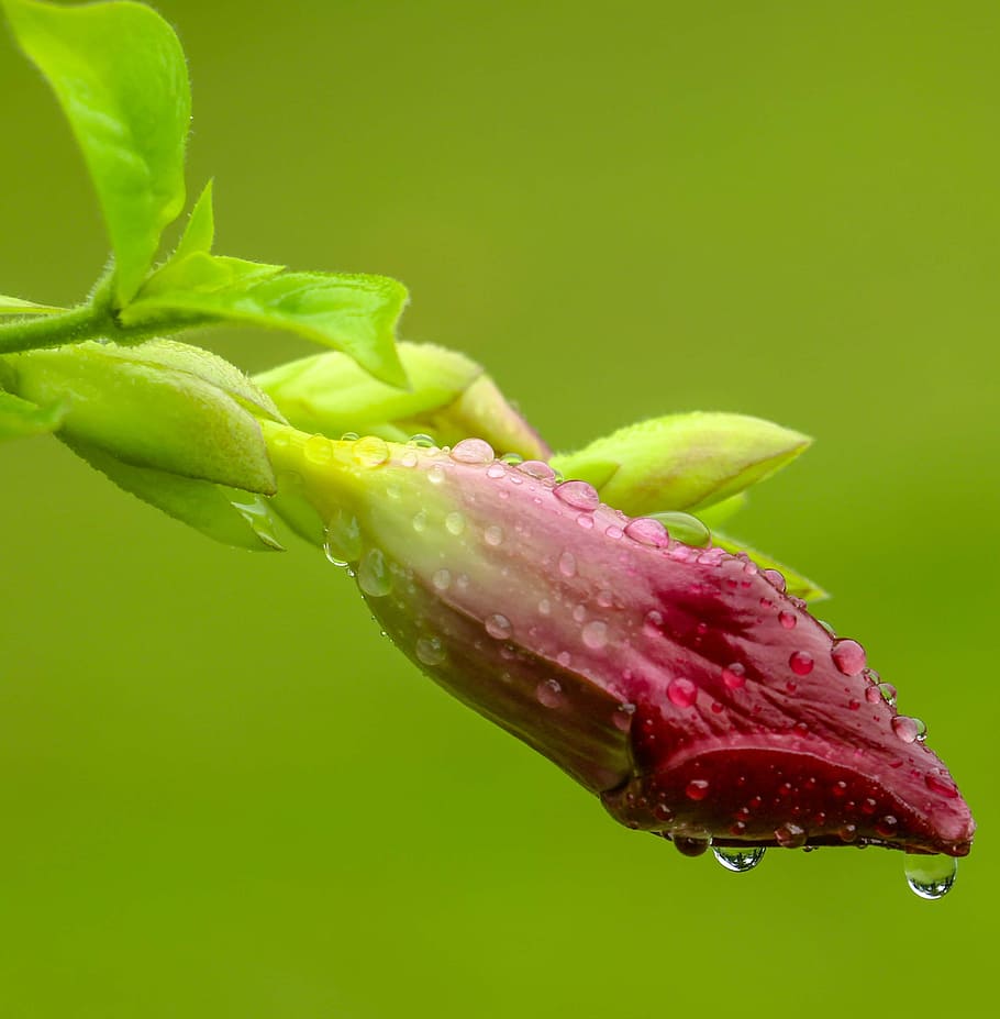 pink flower covered in water drops, macro photography of water drops on pink flower HD wallpaper