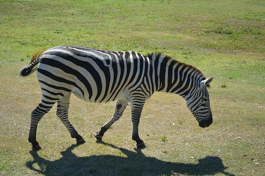 zebra, park, zoo, animal, striped, animal themes, mammal, animal wildlife HD wallpaper