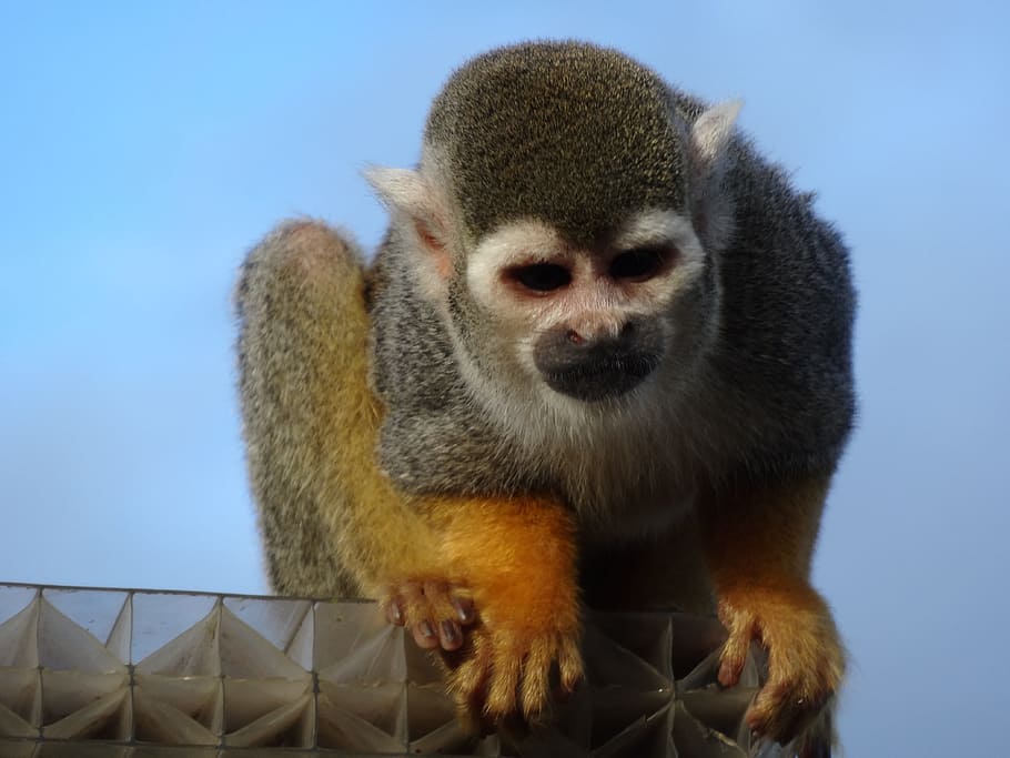 Spider Monkey, Zoo, Mammal, primate, nature, looking, one animal HD wallpaper