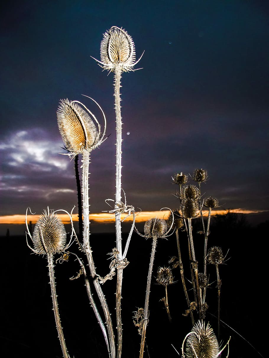 Thistle, Thorns, Spur, Prickly, Dried, dandelion, nature, seed HD wallpaper