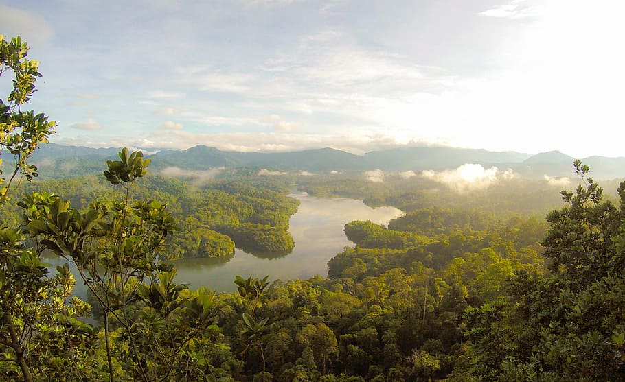 aerial photography of green forest near body of water, nature HD wallpaper