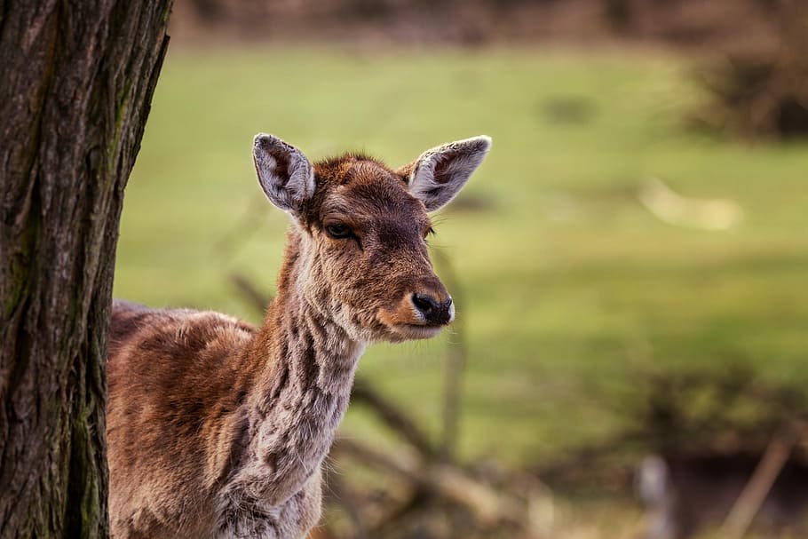 nature, red deer, doe, forest, animal, animal world, grass HD wallpaper