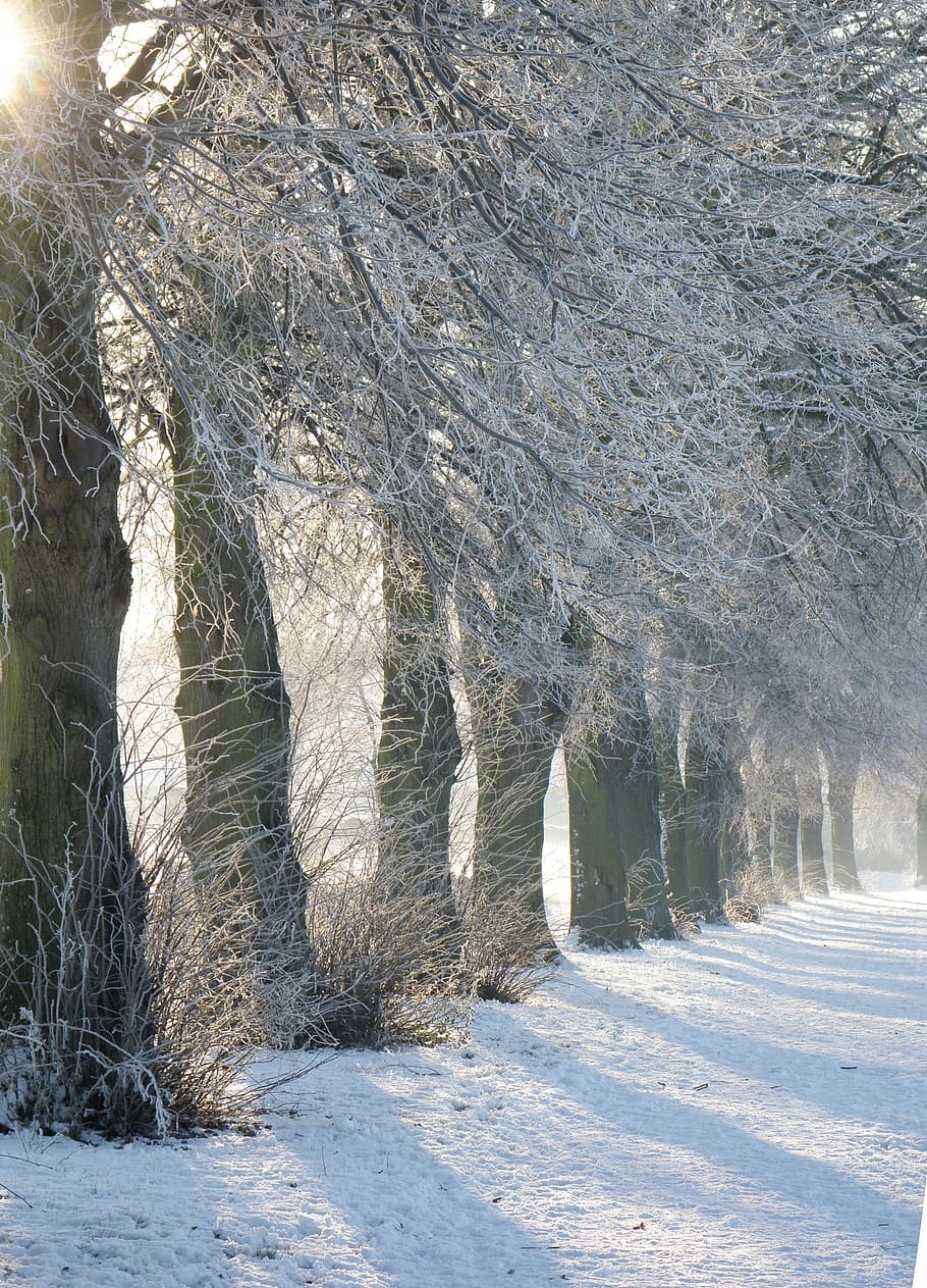 trees, winter, snow, path, cold temperature, plant, nature HD wallpaper