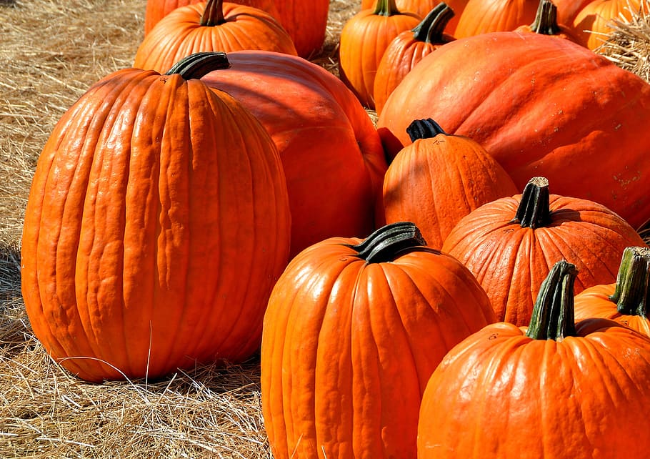 orange pumpkins, halloween, autumn, halloween pumpkin, holiday, HD wallpaper