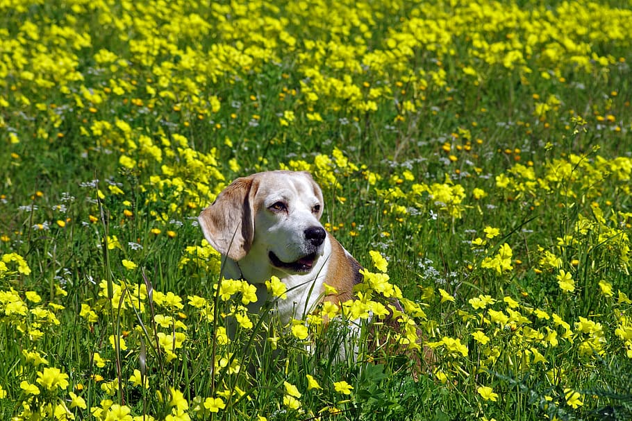 beagle, dog, elderly, snuff, hound, friend, nose, ears, portrait HD wallpaper