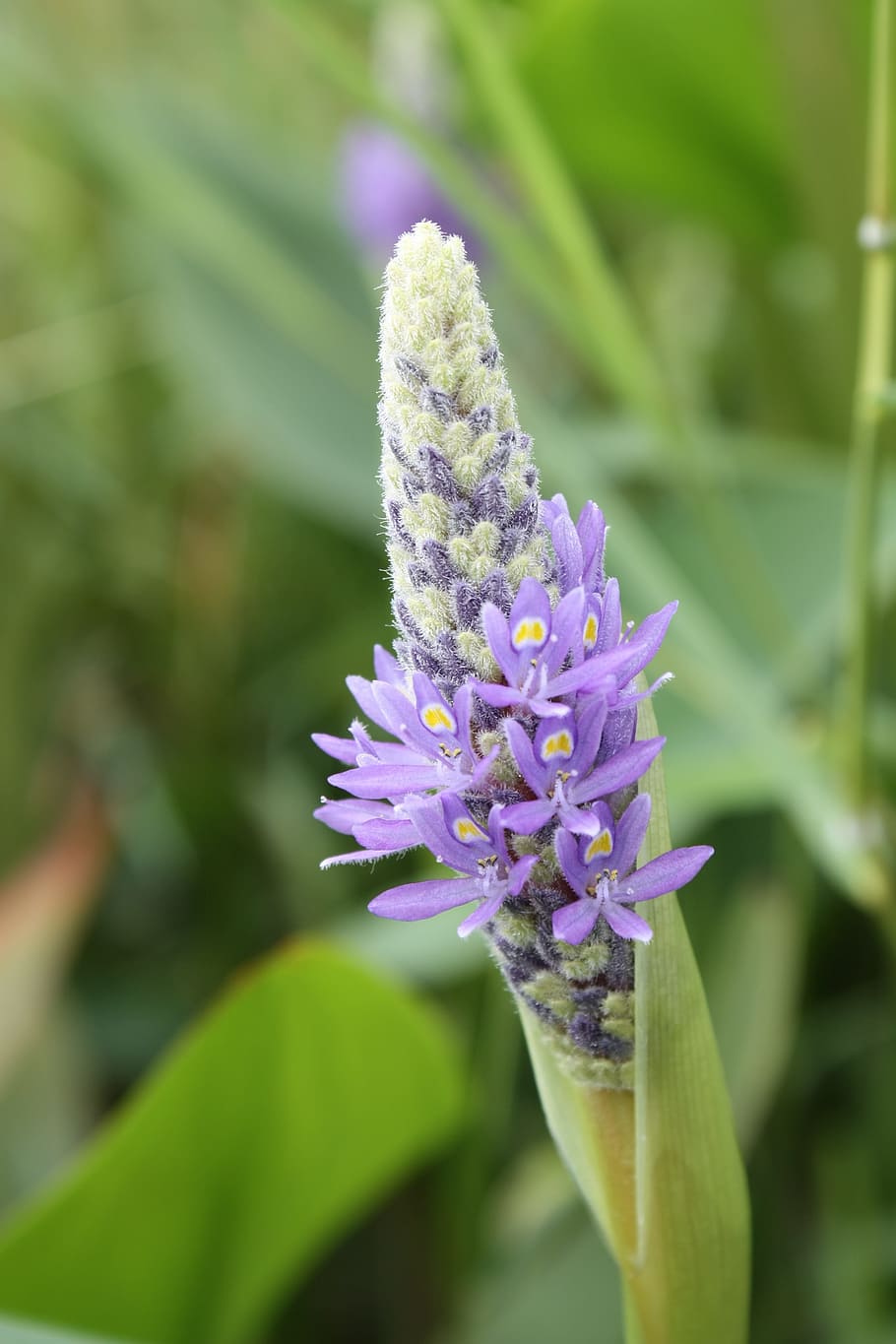 unknown, little flower, pretty, flowering plant, beauty in nature HD wallpaper