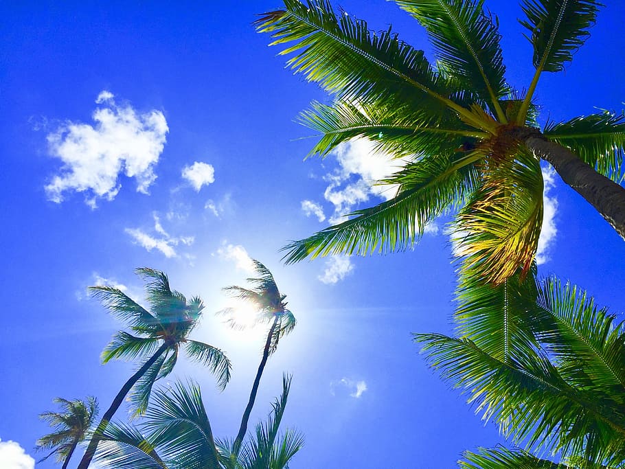 low angle photography of coconut palm trees taken under clear sky during daytime, HD wallpaper