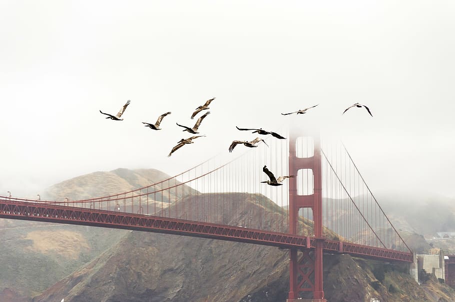 flock of bird flying near cable bridge, birds, flight, golden gate bridge